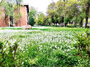 Beautiful Spring of  University of Tabriz