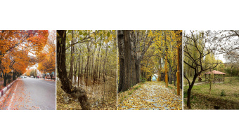 Tabriz University in autumn-Narrative image