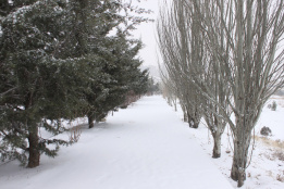 زمستان در دانشگاه تبریز