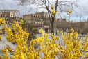زیبایی های بهار در دانشگاه تبریز