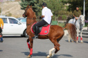 کارگاه آموزشی تئوری اسب سواری در دانشکده تربیت بدنی و علوم ورزشی دانشگاه تبریز
