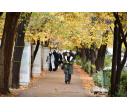 رخ نمایی پاییز در دانشگاه تبریز